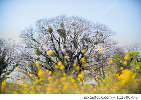 槲寄生和油菜花 112600470