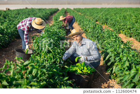 Male workers harvesting bell peppers on plantation 112600474