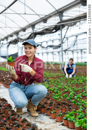 Young woman holding flower pot with peppermint Young woman holding flower pot with peppermint 112600486
