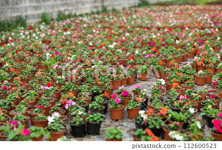 Rows of balsam seedling. Lots of balsamine bushes in plastic pots. Rows of balsam seedling. Lots of balsamine bushes in plastic pots. 112600523