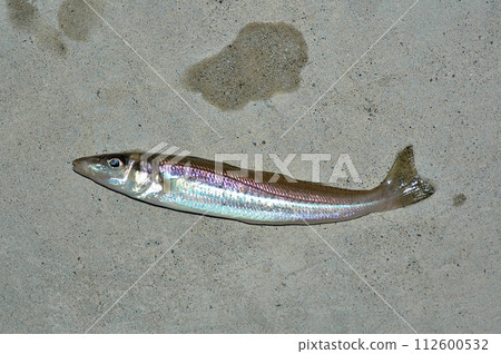 把釣到的鱈魚放在防波堤的混凝土上,拿走了 把釣到的鱈魚放在防波堤的混凝土上,拿走了 112600532