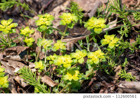 Beautiful green Nekonomesou Beautiful green Nekonomesou 112600561