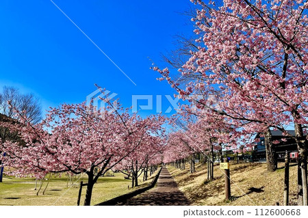 Rows of Kawazu cherry blossom trees shining against the blue sky Rows of Kawazu cherry blossom trees shining against the blue sky 112600668
