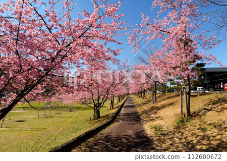 A park with Kawazu cherry blossoms in full bloom A park with Kawazu cherry blossoms in full bloom 112600672