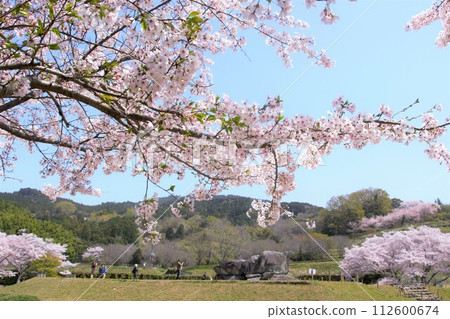 櫻花盛開的石舞台公園 櫻花盛開的石舞台公園 112600674