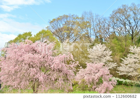 Inariyama Park with cherry blossoms in full bloom under the blue sky Inariyama Park with cherry blossoms in full bloom under the blue sky 112600682