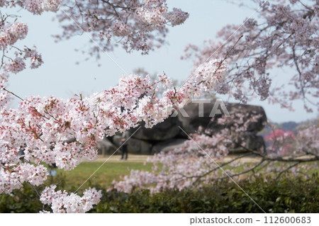 Stone stage performance with cherry blossoms in full bloom Stone stage performance with cherry blossoms in full bloom 112600683