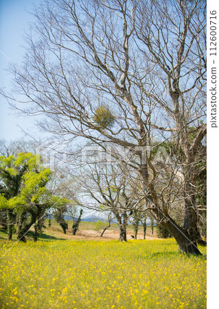 Flower language: kiss me Flower language: kiss me 112600716