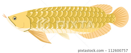 Image illustration of a large ancient fish arowana Image illustration of a large ancient fish arowana 112600757