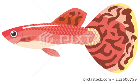 Image illustration of red tropical fish guppy 112600759