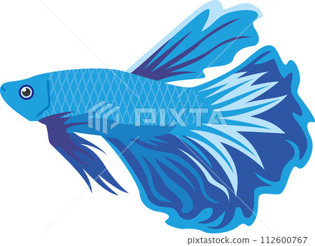 藍色熱帶魚鬥魚的圖像插圖 藍色熱帶魚鬥魚的圖像插圖 112600767