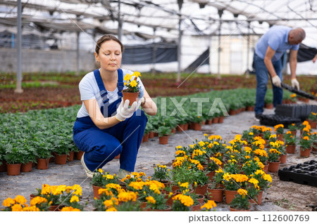 female worker inspects young marigolds plants after treatment with antifungal drugs. female worker inspects young marigolds plants after treatment with antifungal drugs. 112600769