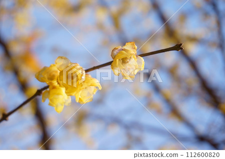 Yellow flowers that bloom in early spring, Roubai 47 112600820