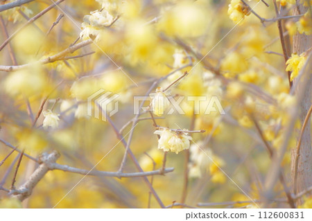 早春盛開的黃色花朵，柔白40 112600831
