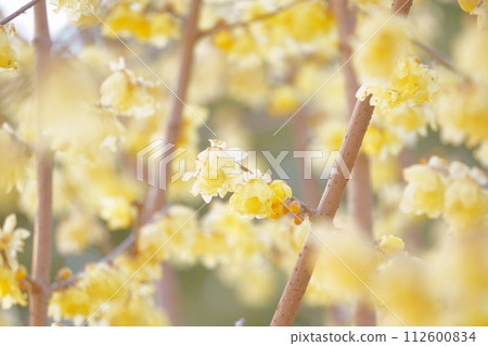 早春盛開的黃色花朵,肉白37 早春盛開的黃色花朵,肉白37 112600834