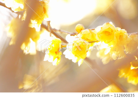 早春盛開的黃色花朵,肉白36 早春盛開的黃色花朵,肉白36 112600835