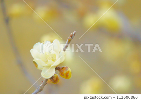 Yellow flowers that bloom in early spring, Roubai 10 112600866