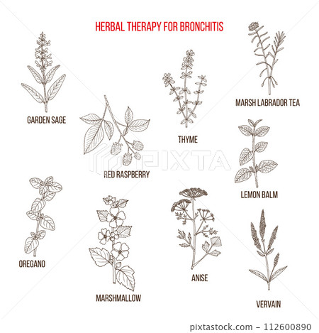 Herbal therapy for bronchitis 112600890