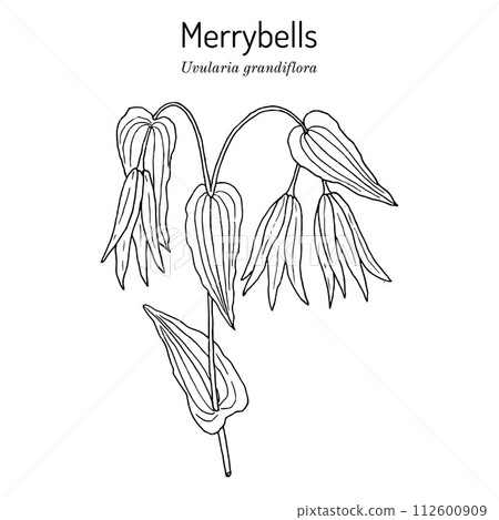 Large-flowered bellwort or merrybells Uvularia grandiflora , medicinal and ornamental plant Large-flowered bellwort or merrybells Uvularia grandiflora , medicinal and ornamental plant 112600909