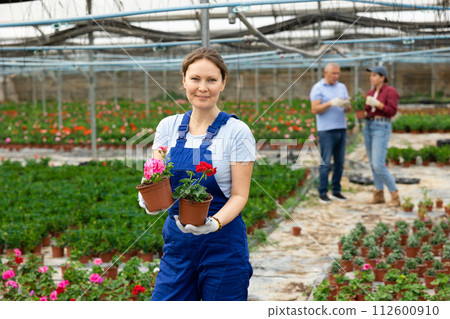female gardener in overalls shows and offers to choose between pink and red geraniums seedlings female gardener in overalls shows and offers to choose between pink and red geraniums seedlings 112600910