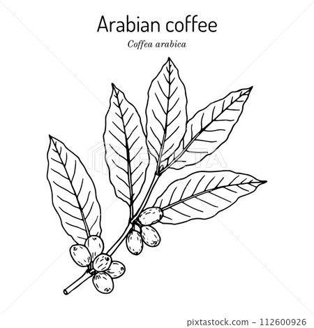 Coffee tree branch coffea arabica Coffee tree branch coffea arabica 112600926