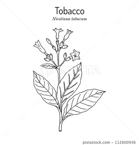 Tobacco plant Nicotiana tabacum . Botanical hand-drawn illustration 112600936