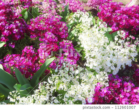 Flower bed with flowers of various colors 112601007