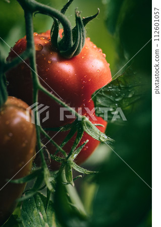 big red Tomato close-up 112601057