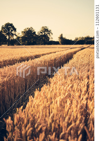 Tracks in wheat field at sunset 112601131