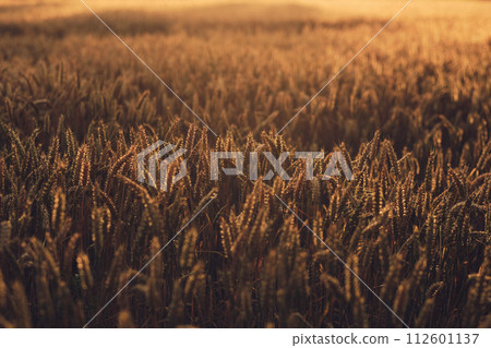 Wheat in sunset light in summer 112601137