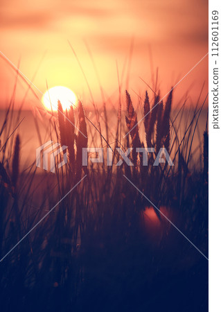 Sunset at the north sea coast 112601169