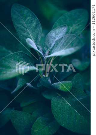 Close up of sage plant 112601171