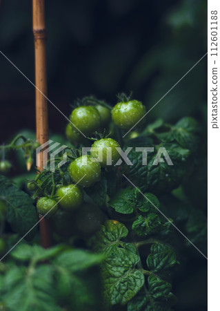 Green tomatoes after rain 112601188