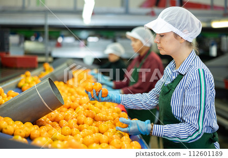 Young women sorts tangerines on a conveyor line. Fruit quality check. Young women sorts tangerines on a conveyor line. Fruit quality check. 112601189