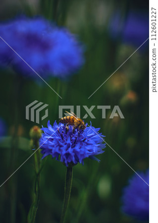 Bee searching for pollen in a Cornflower Bee searching for pollen in a Cornflower 112601227
