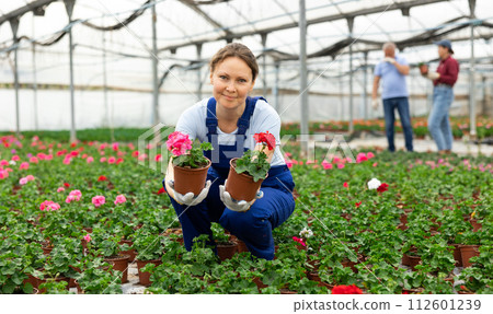 female gardener in overalls shows and offers to choose between pink and red geraniums seedlings female gardener in overalls shows and offers to choose between pink and red geraniums seedlings 112601239