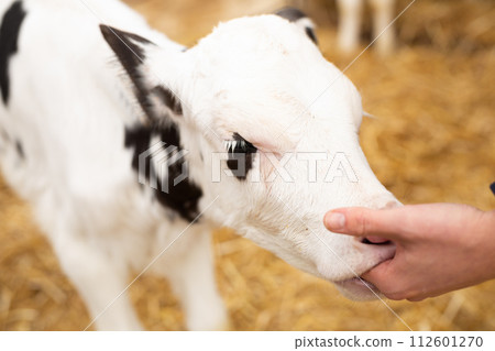Doctor veterinarian examines the teeth of calf 112601270