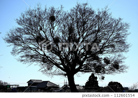 冬天陽光明媚的日子風景 112601554