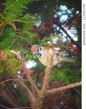 麻雀棲息在樹枝上的垂直照片 112601700