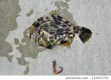 我透過拋釣釣到了一條銼魚。 112601743