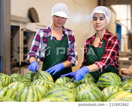Women in uniform sorting watermelons in factory 112601862
