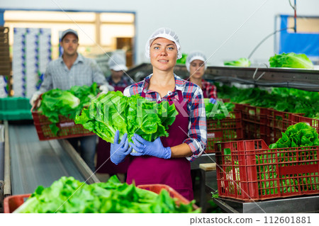 Smiling woman vegetable factory worker with lettuce 112601881