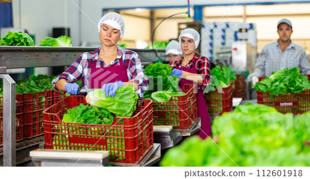 Female worker of vegetable sorting factory arranging lettuce in boxes Female worker of vegetable sorting factory arranging lettuce in boxes 112601918