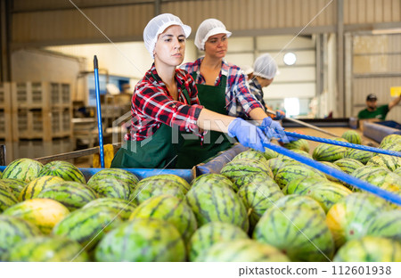 Sorting watermelons with sticks on vegetable factory conveyor Sorting watermelons with sticks on vegetable factory conveyor 112601938