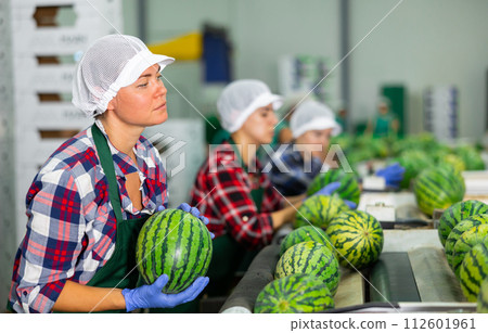 Female sorter working on watermelons sorting line in fruit processing factory 112601961