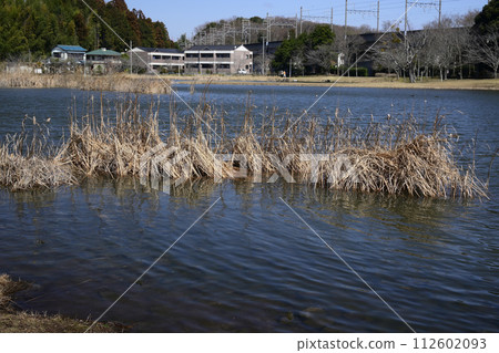 Daimoike Park in winter Daimoike Park in winter 112602093