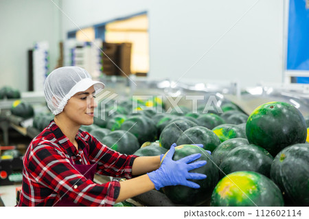 Woman sorting ripe watermelons and checking quality on conveyor belt at vegetable factory Woman sorting ripe watermelons and checking quality on conveyor belt at vegetable factory 112602114