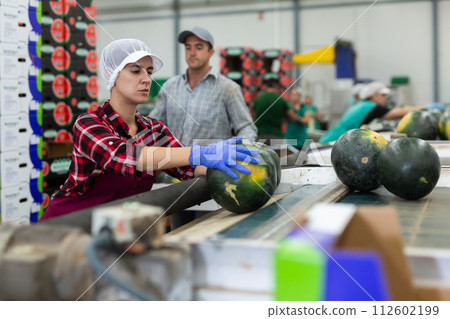 Woman hardworking in agricultural facility, sorting watermelons Woman hardworking in agricultural facility, sorting watermelons 112602199