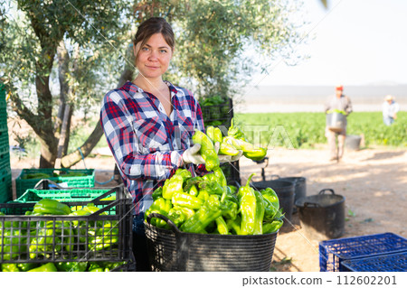 Farmer woman stacking green bell peppers in basket in farm backyard after harvest Farmer woman stacking green bell peppers in basket in farm backyard after harvest 112602201
