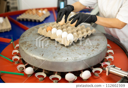 Poultry farm worker sorting eggs by size and packing in trays 112602309